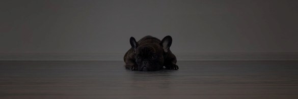 Sad looking dog lying on the floor
