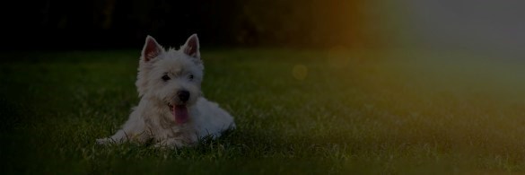 Dog lying in field in the sunlight