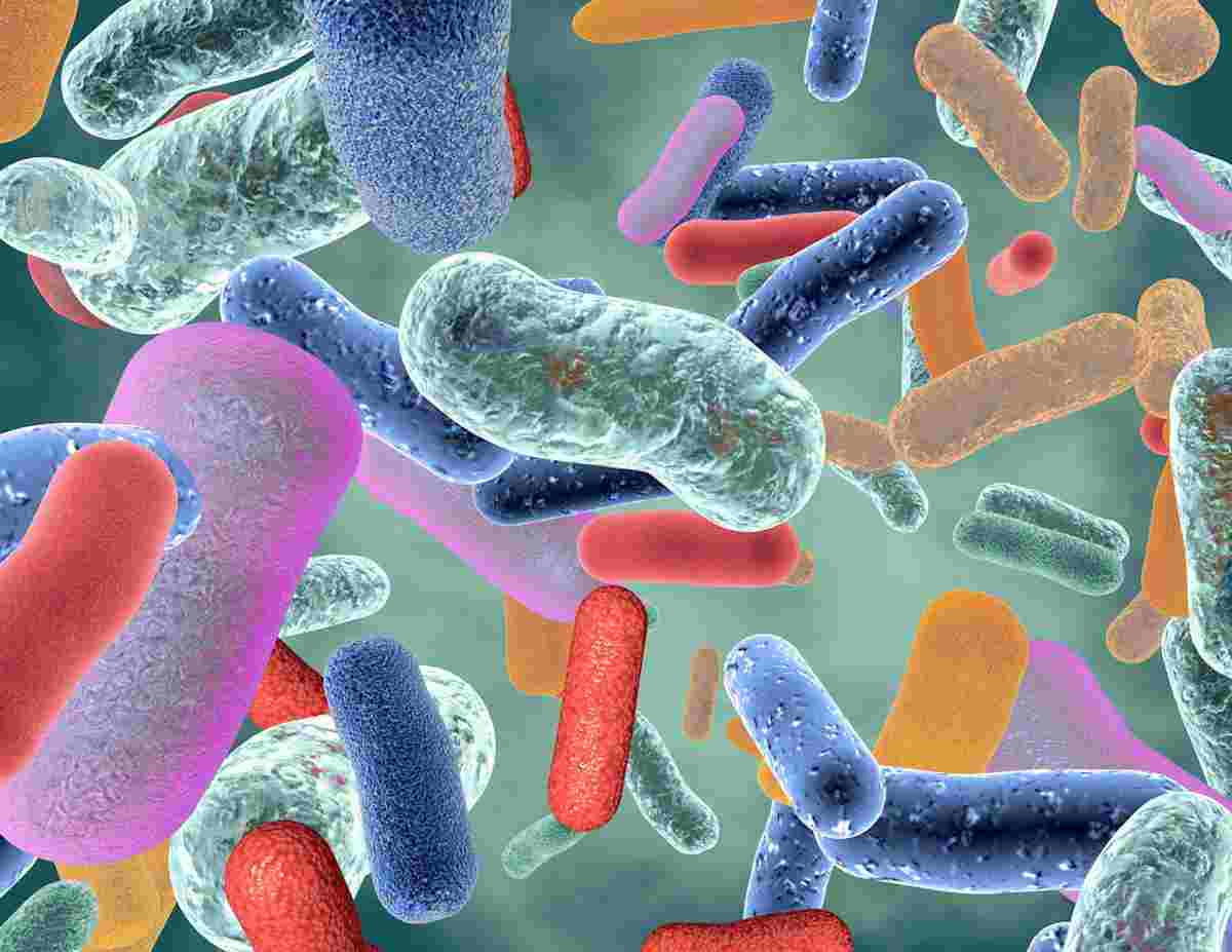 Image of gut microbes