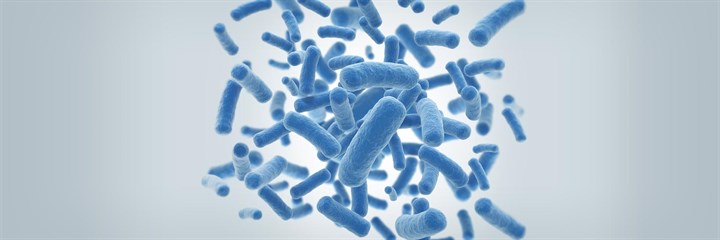 Top bacteria that promote efficient digestion