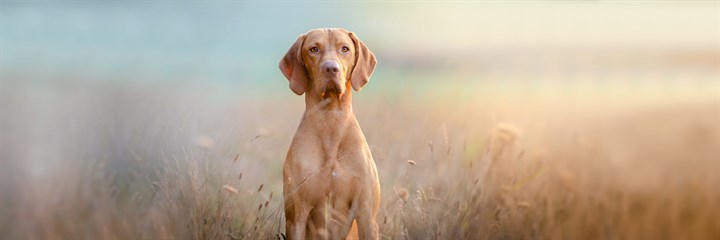 All about omegas for your pet