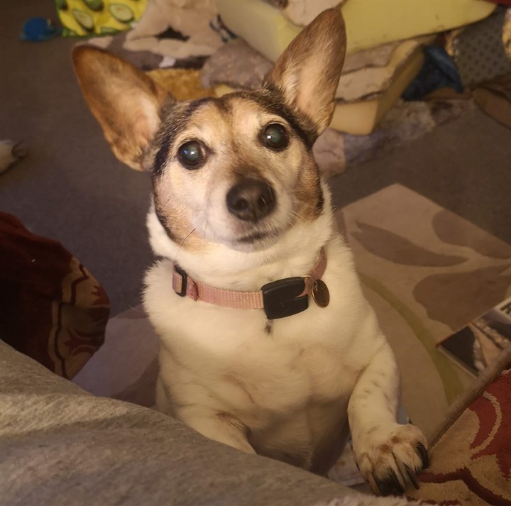 Buddy, Alison Pashley's rescue dog