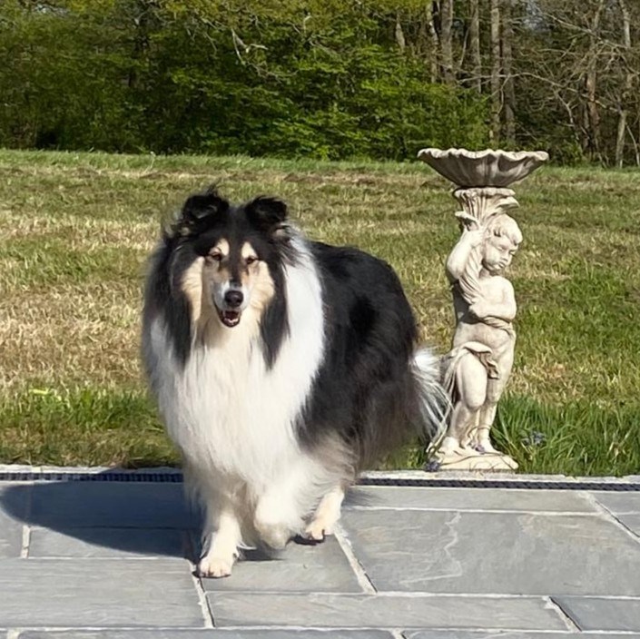 Luna, Marian Parker's Rough Collie