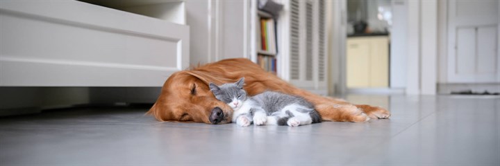 A vet's guide to your pet's sleep