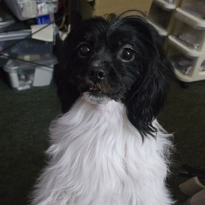 Rosie, Karen Wylie's mixed-breed rescue dog