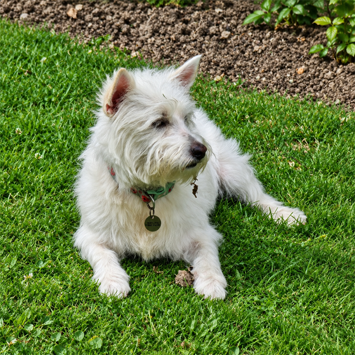 Snowy, Juliet Watling's West Highland White Terrier cross