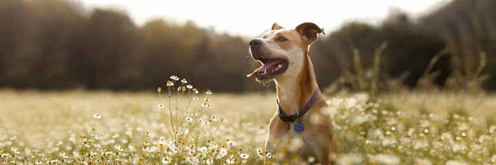 Which flea treatment is best for my dog?