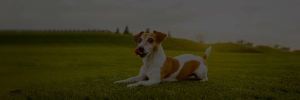 Small dog lying on grass