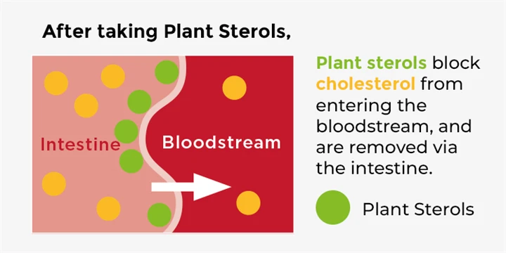HS UK After Plant Sterols Halfsize Hero Jan25 2