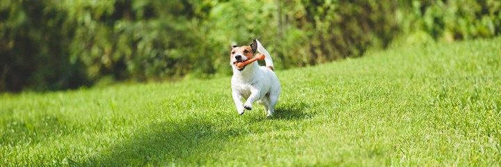 Dog running in garden with toy bone
