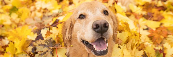 Happy golden retriever in a pile of golden leaves