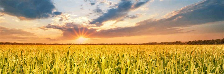 Sunset of a corn field