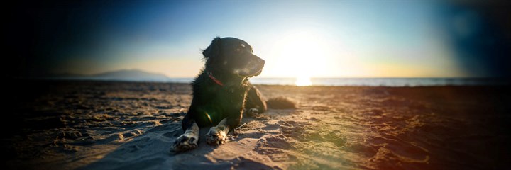 Older dog on the beach