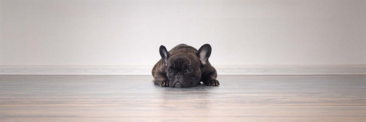 Dog lying down on wooden floor looking glum