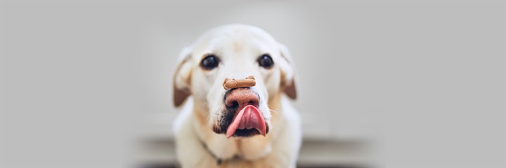 Dog licking nose with treats balanced on nose