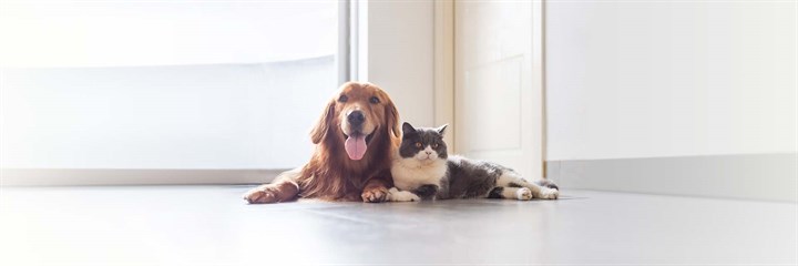 A dog and a cat lying together looking at the camera