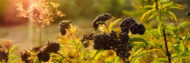 Berry plants in a field