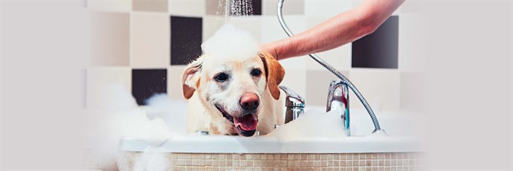 Happy dog in the bath