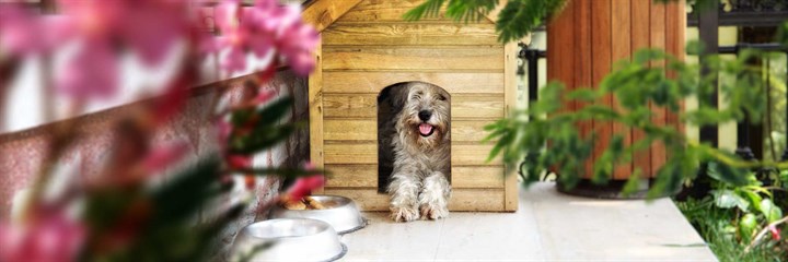 Grey dog sitting in wooden kennel