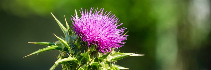 Milk thistle flowering plant