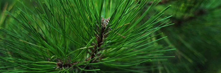 Bright green pine needles