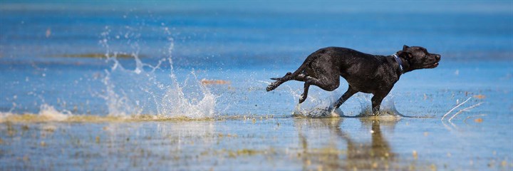 Healthy weight black dog running in the sea
