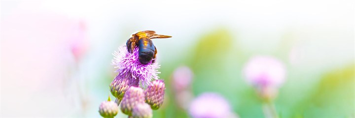 Milk thistle plant with insect