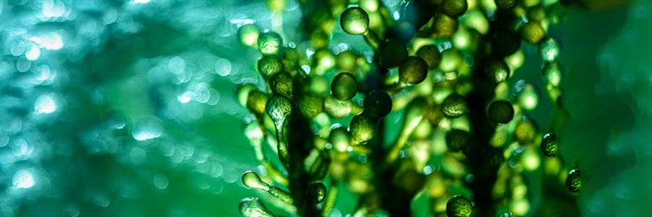 Green algae