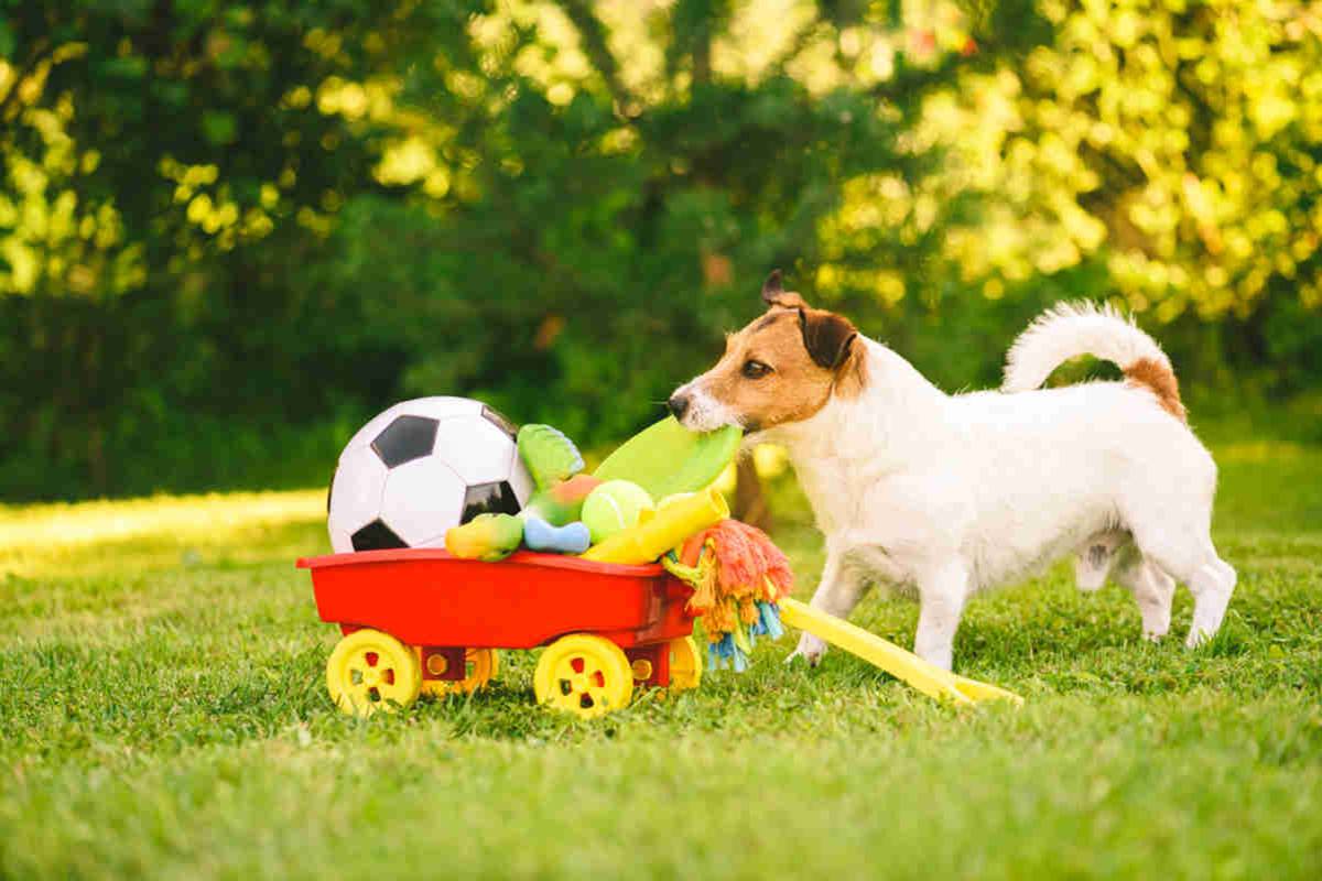 Dog putting toys in red and yellow cart