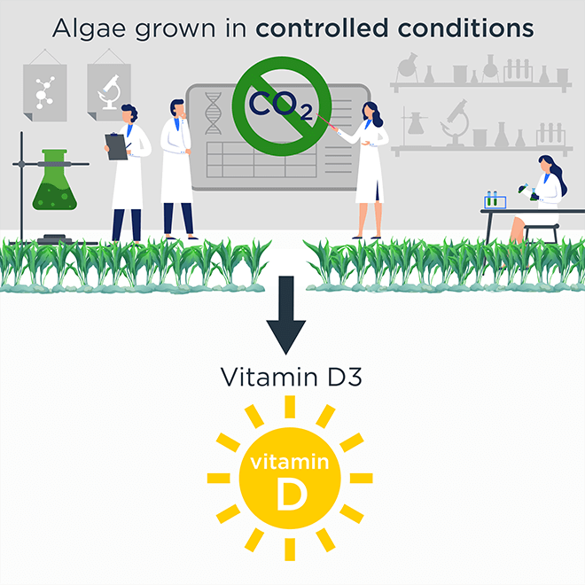 Illustration of how vegan vitamin D3 is made with algae