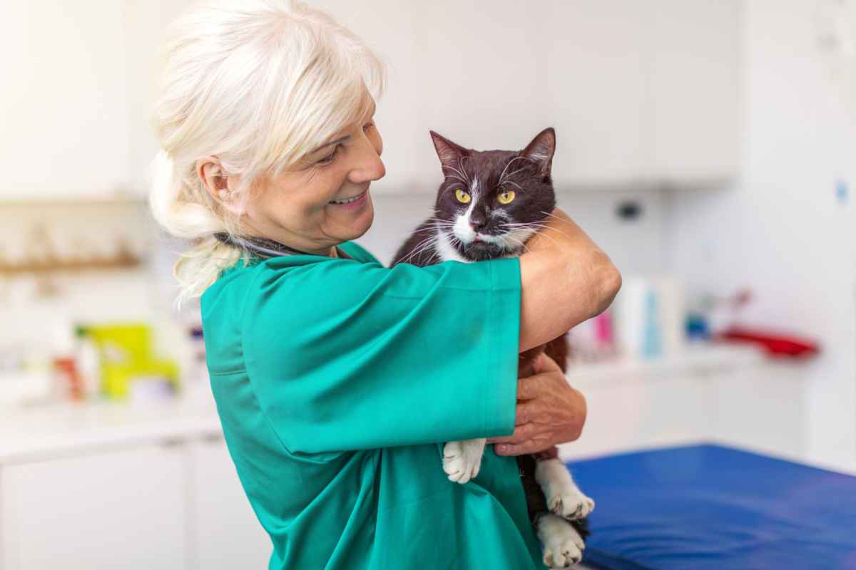 Vet holding a black and white cat in her veterinary surgery
