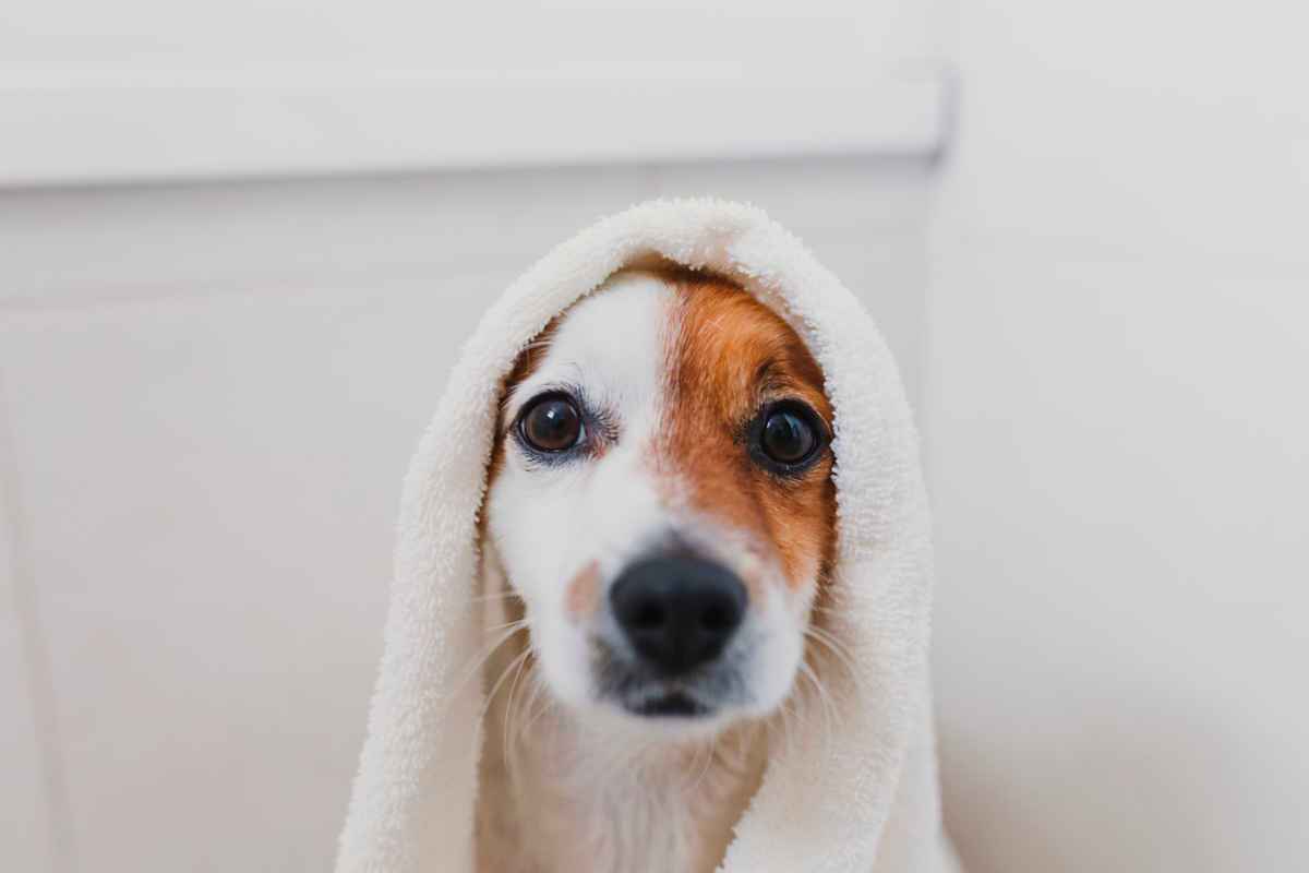 Little white and ginger dog in a towel