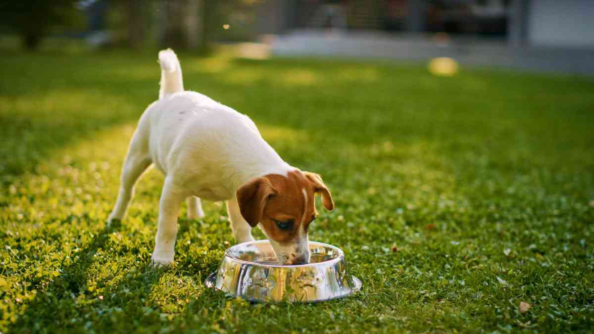 Small dog drinking water in garden