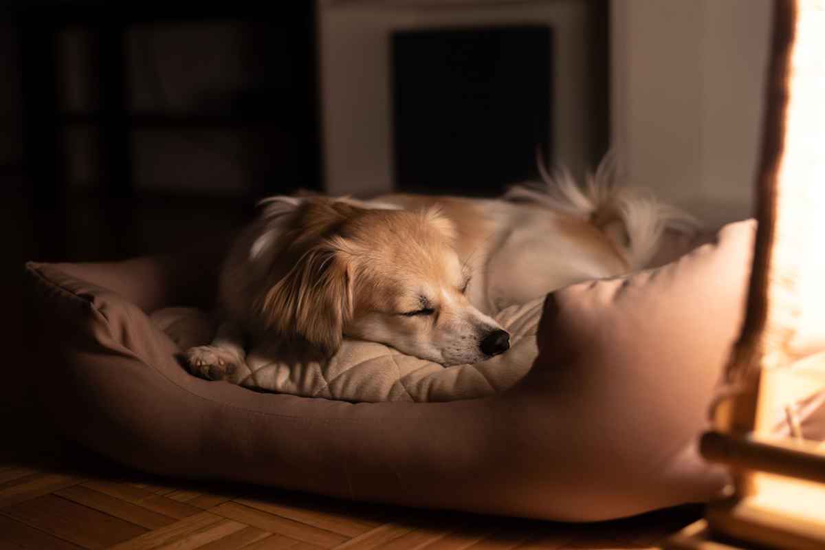 Dog sleeping peacefully in basket