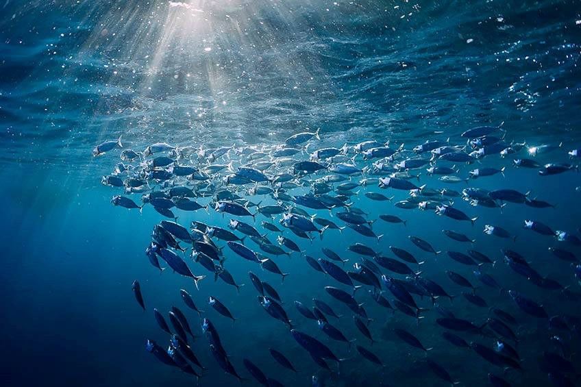 Shoal of fish in the ocean