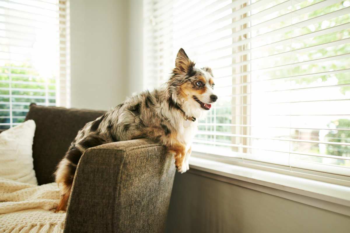 Dog on back of sofa looking out of window