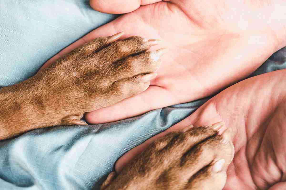 Dog paws on top of human hands