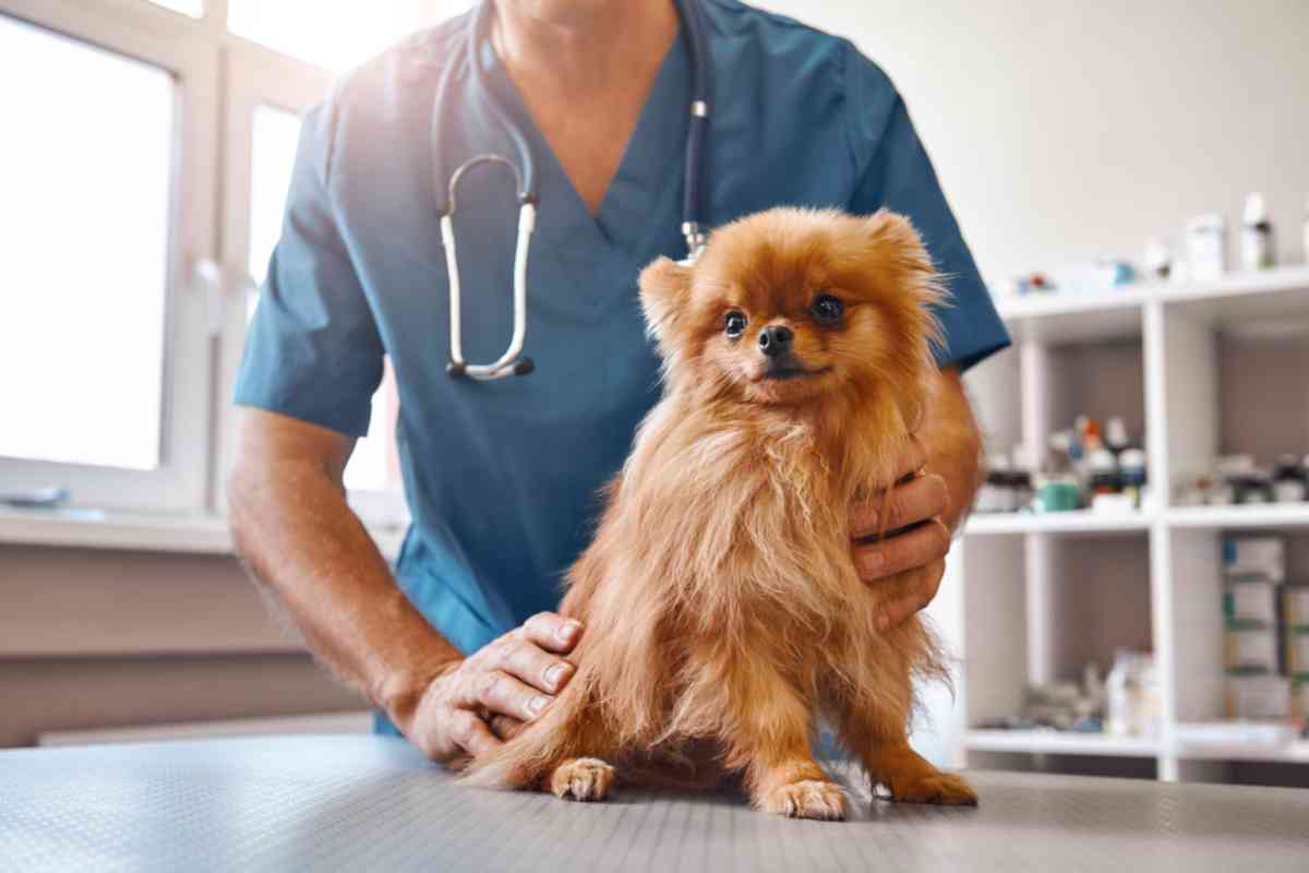 Dog with vet behind