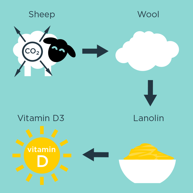 Sheep to wool to lanolin