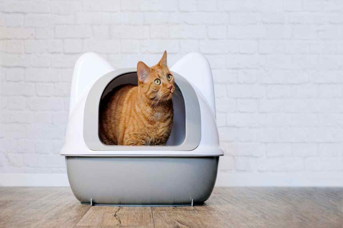 Ginger cat sitting in litter box
