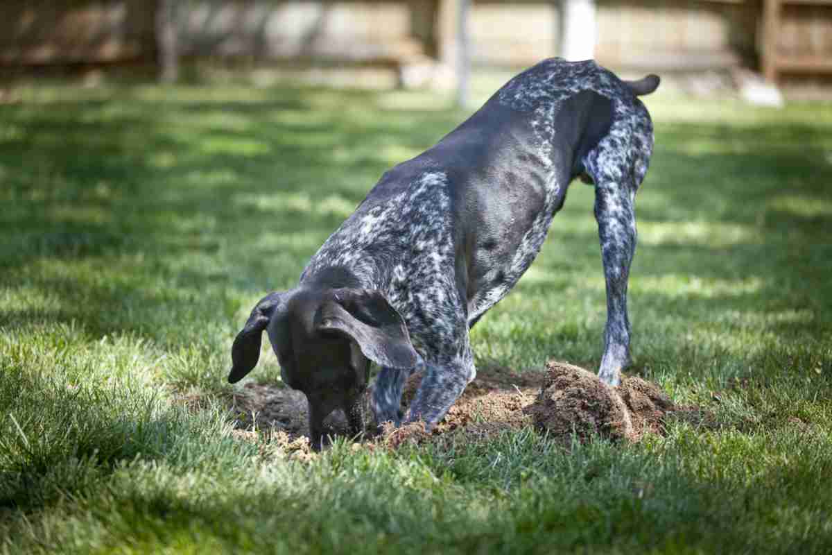 Dog digging a hole in the garden