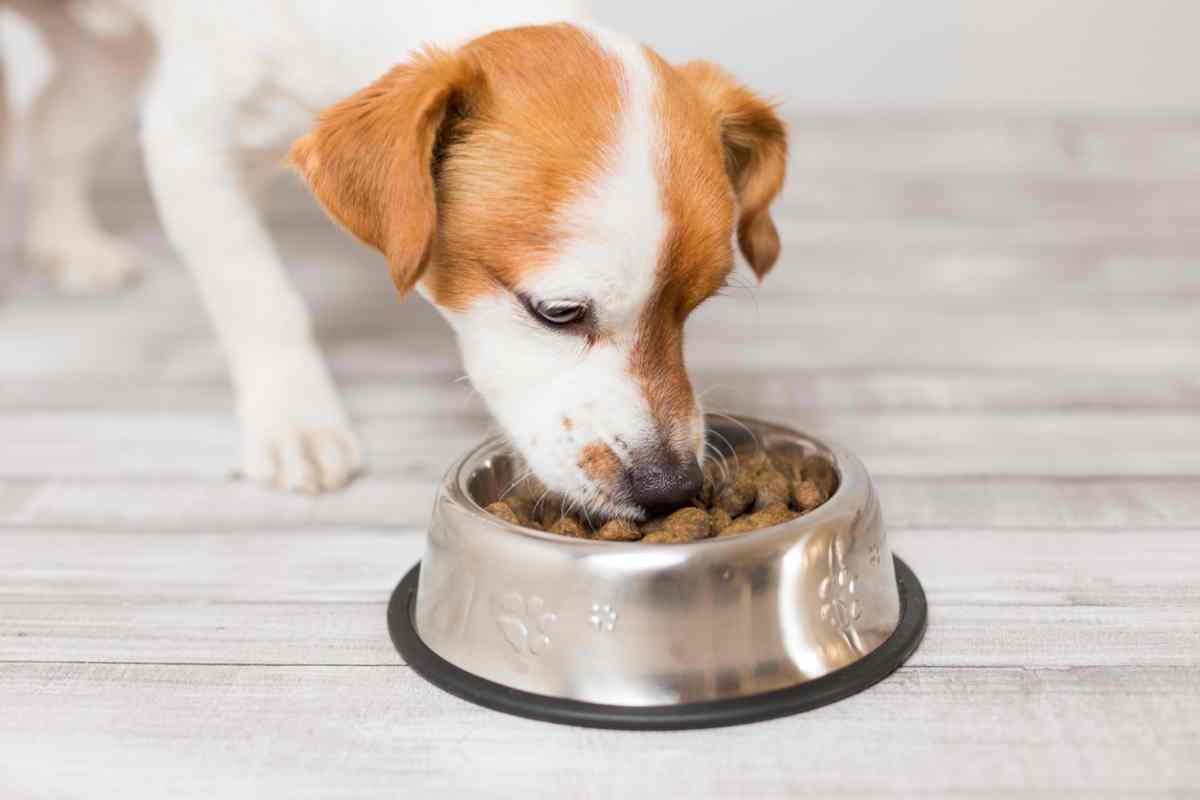 Small ginger and white dog eating from bowl