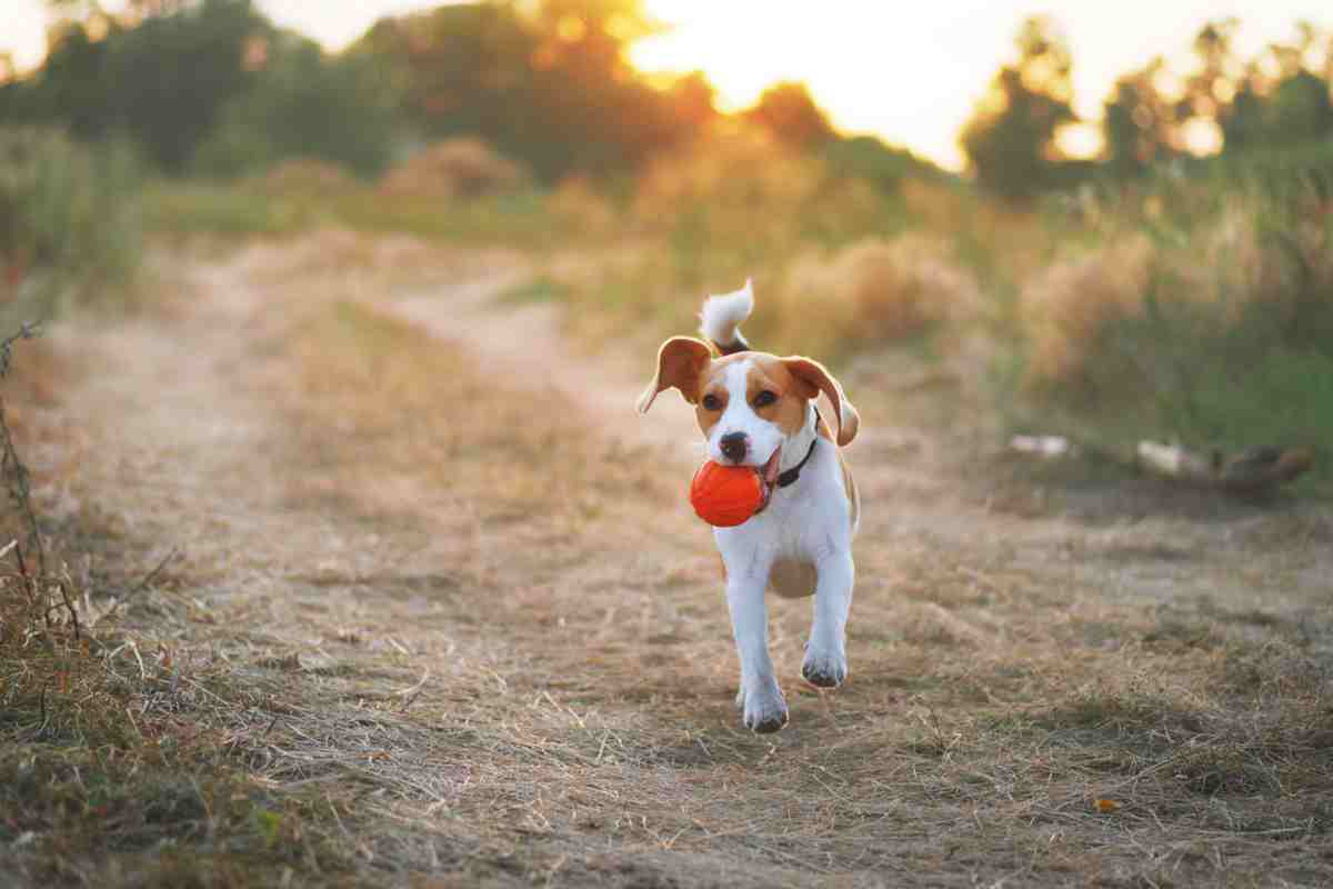 Ginger and white dog running with orange ball in mouth