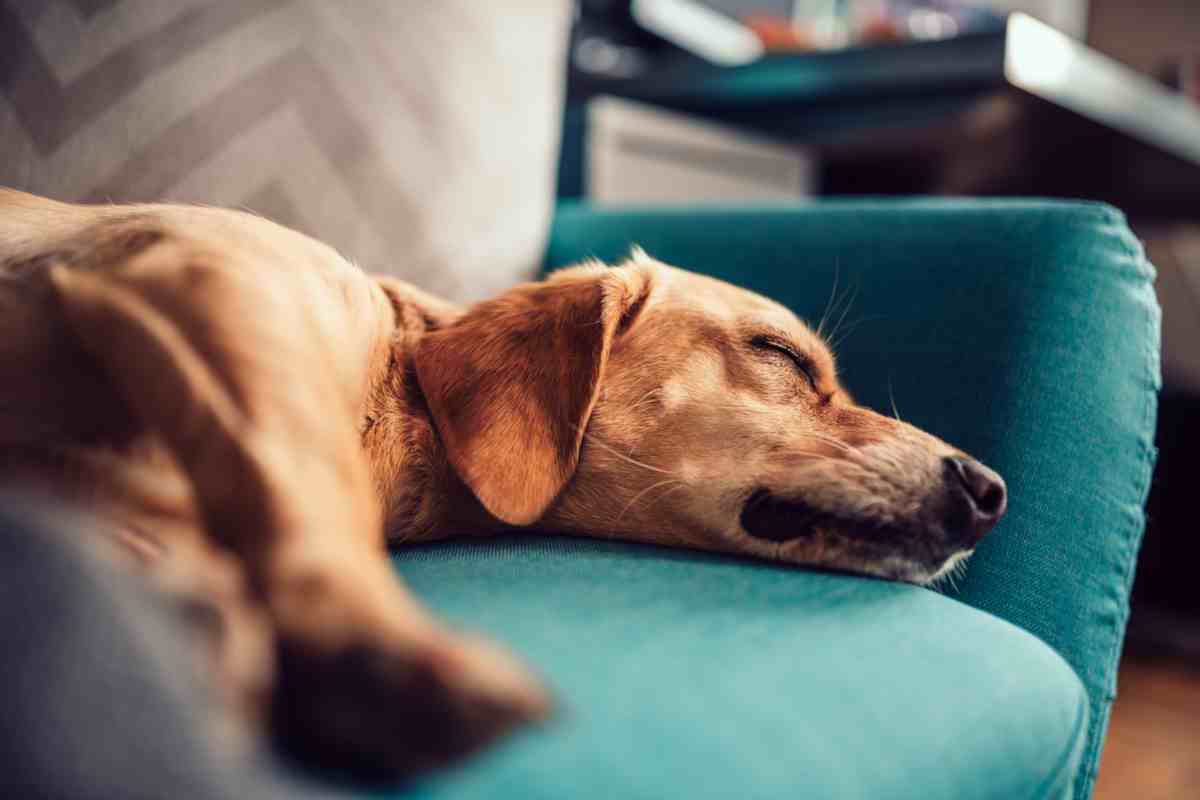 Little brown dog lying on blue sofa with eyes closed.