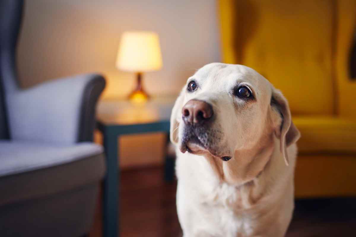 Calm dog in living room looking at person off camera