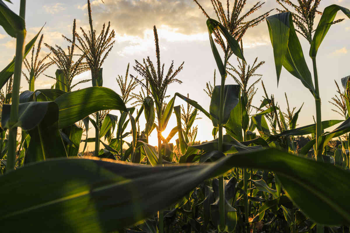 Field of corn at sunset