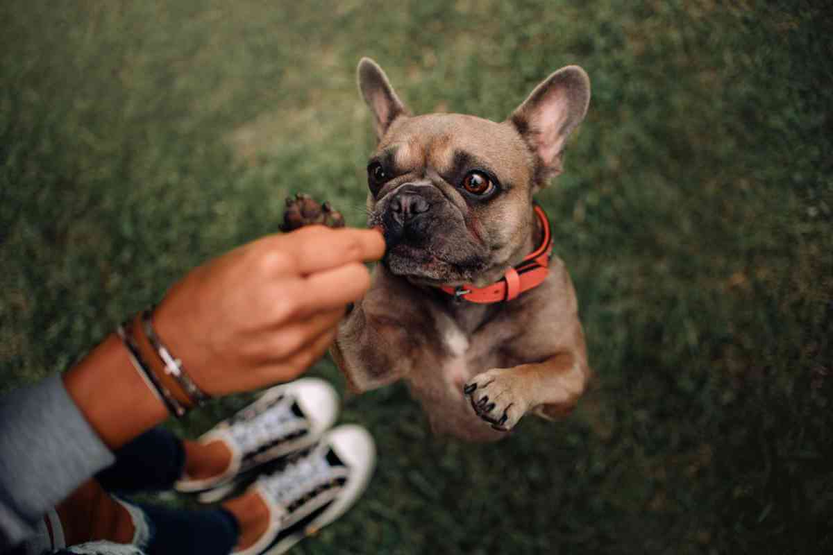 French Bulldog jumping for snack