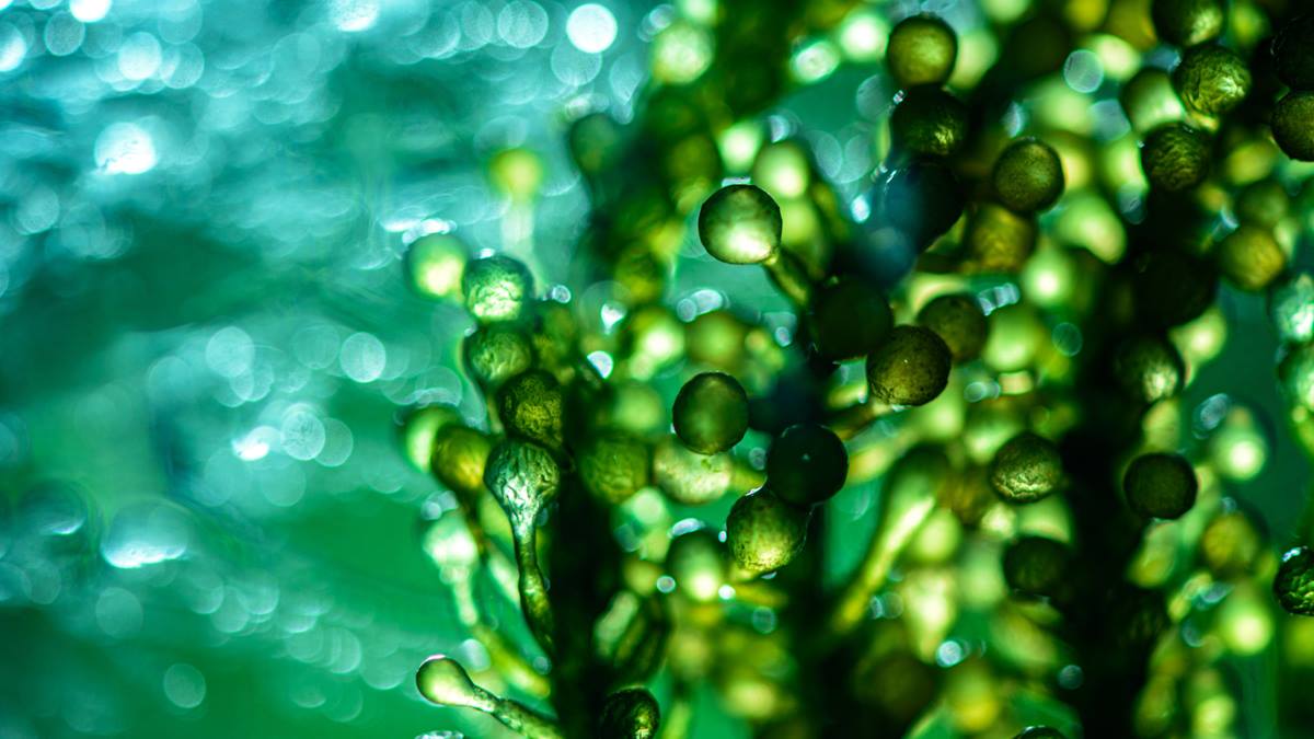 Close-up of algae