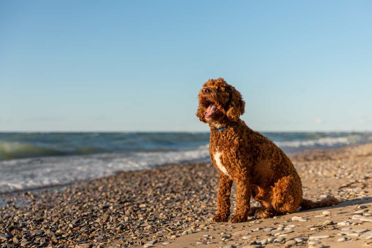 Labradoodle sitting on a beach