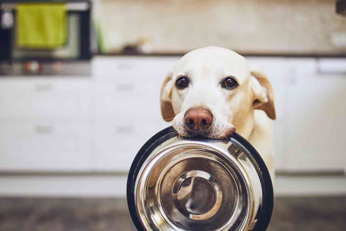 Dog holding bowl in mouth